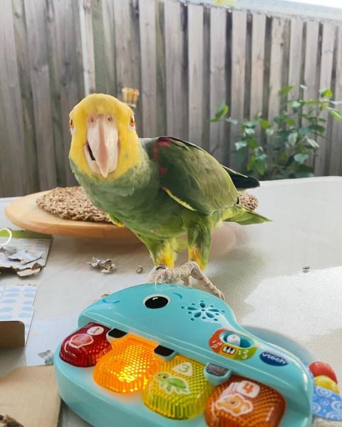 Yellow Headed Amazon Parrot picture