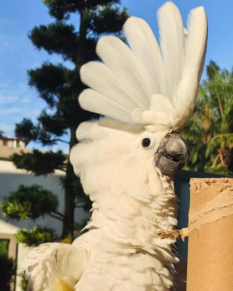 Umbrella Cockatoo picture