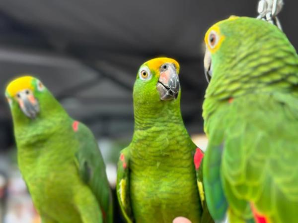 Yellow Headed Amazon Parrot