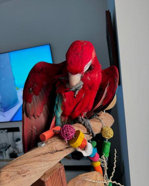 Green wing cockatoo picture