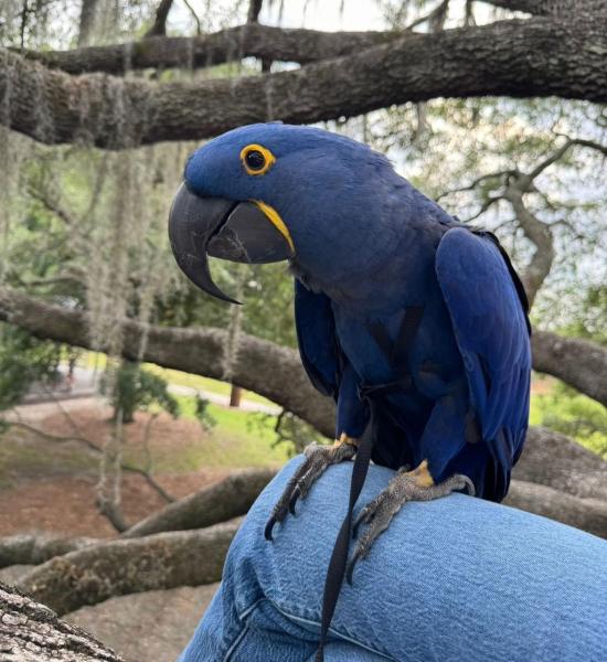 Hyacinth Macaw picture