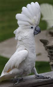 Umbrella Cockatoo picture