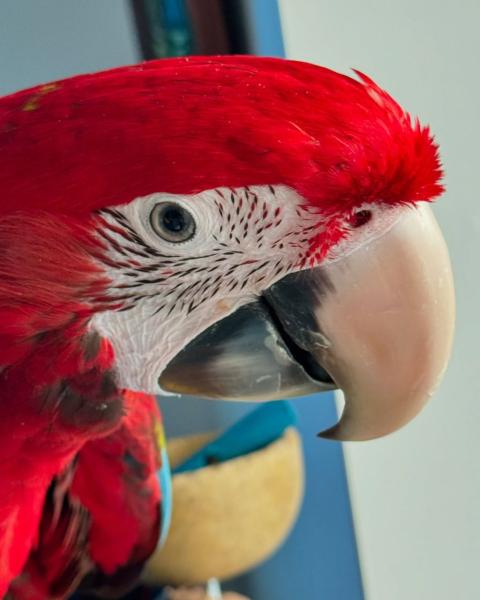 Green wing cockatoo picture