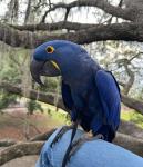 Hyacinth Macaw