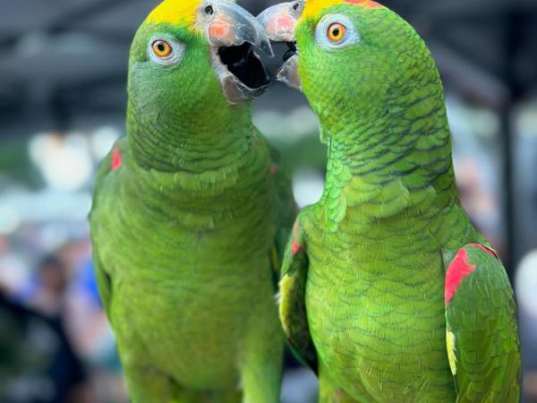 Yellow Headed Amazon Parrot picture