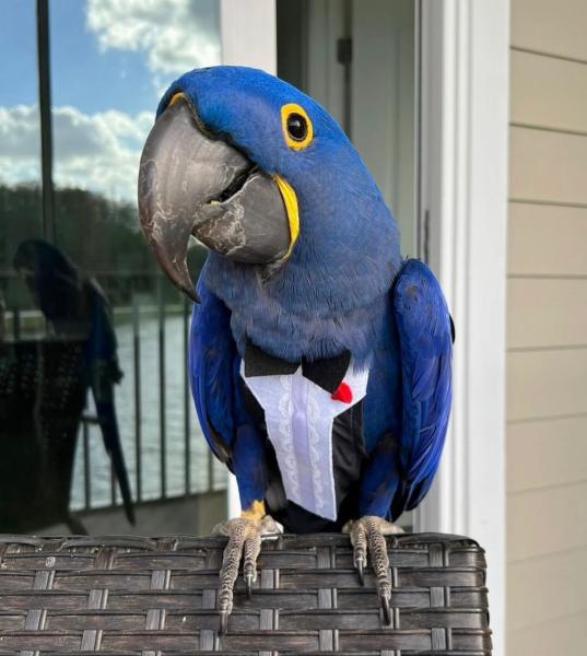 Hyacinth Macaw picture