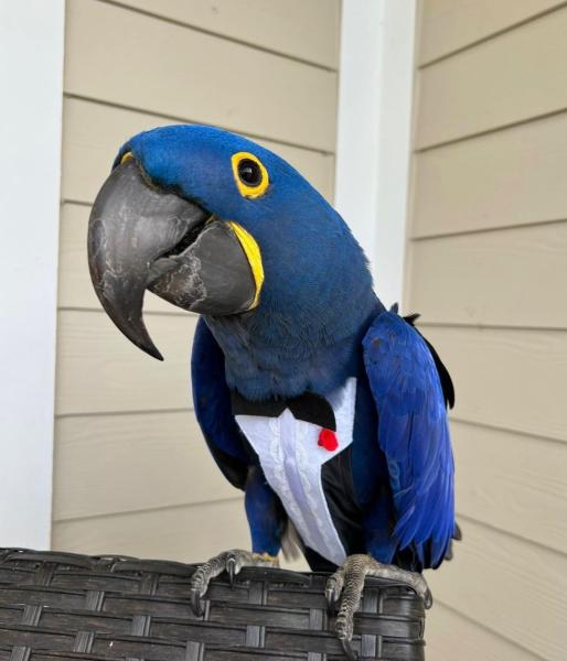 Hyacinth Macaw picture