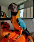 Blue-gold Macaw