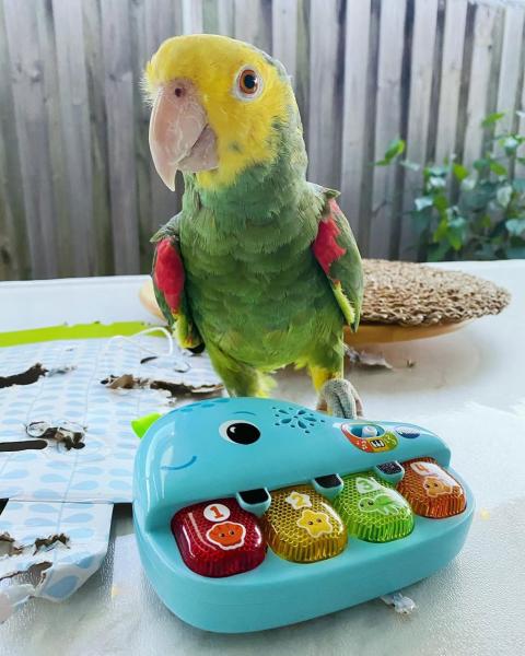 Yellow Headed Amazon Parrot picture