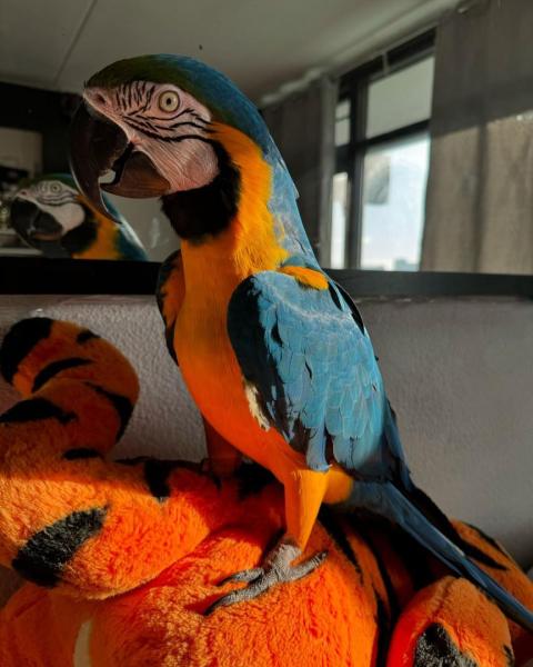 Blue-gold Macaw picture