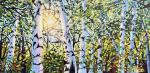 Sun-Lit Birches