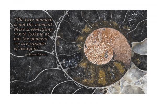 POSTER: "Black Ammonite" (Large)