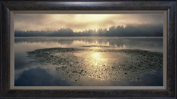 "Washington Lilypads" - 23"x46" framed photograph picture