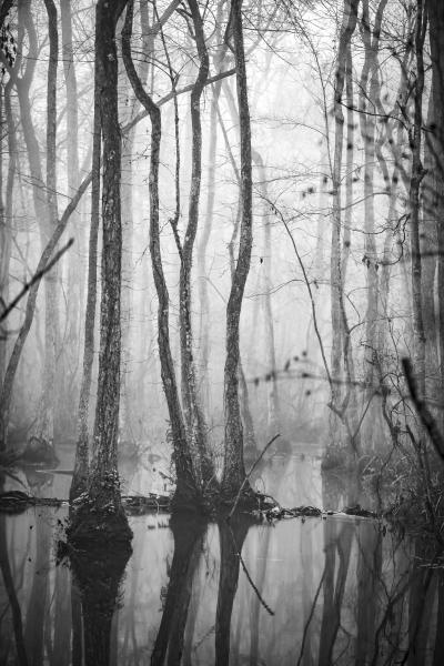 Ebenezer Swamp, Black and White #1 picture