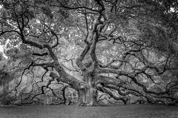 Angle Oak, John's Island, South Carolina (Front View) picture