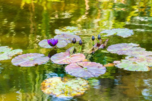 Purple Water Lily picture