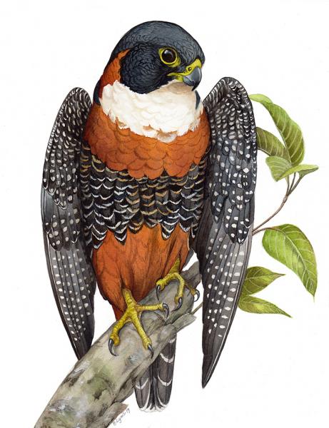 Orange-Breasted Falcon - Print picture