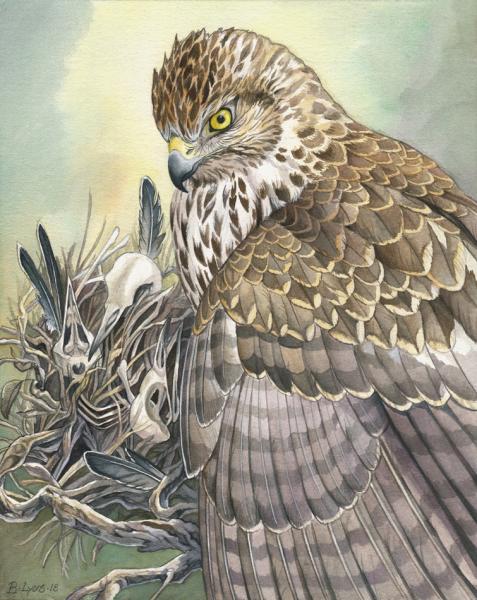 Nest - Hawk Print with Bones picture
