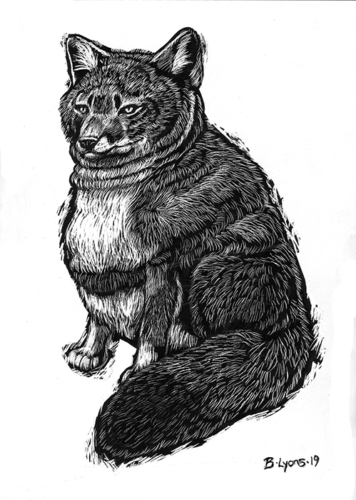 Husky Darwin's Fox - Original Ink on Clayboard Drawing picture