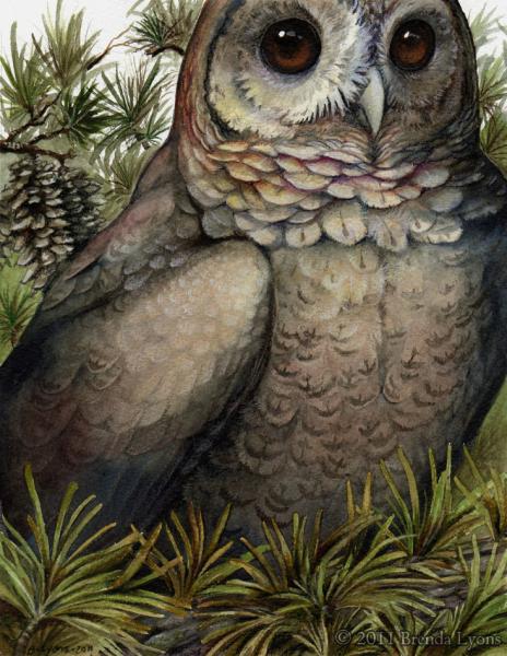 Coniferous - Owl Print picture