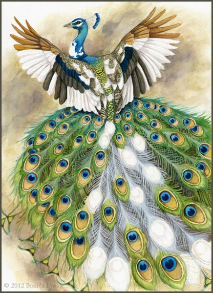 Piebald Peacock - Peacock Print picture