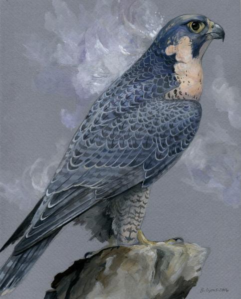 Athena Dreams - Peregrine Falcon Print picture
