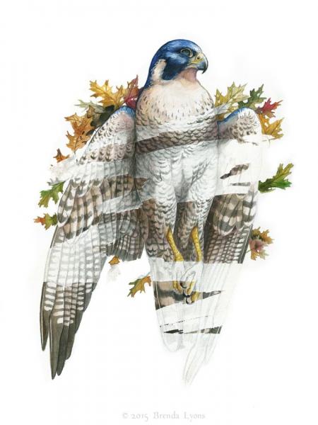 Erase - Print - Fantasy Falcon picture