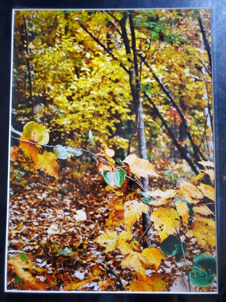 14 x 18 Matted Print - "Enchanted Autumn" picture