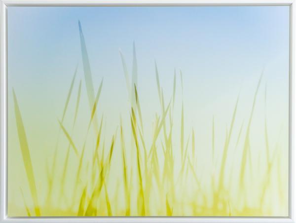 Summer Grasses picture
