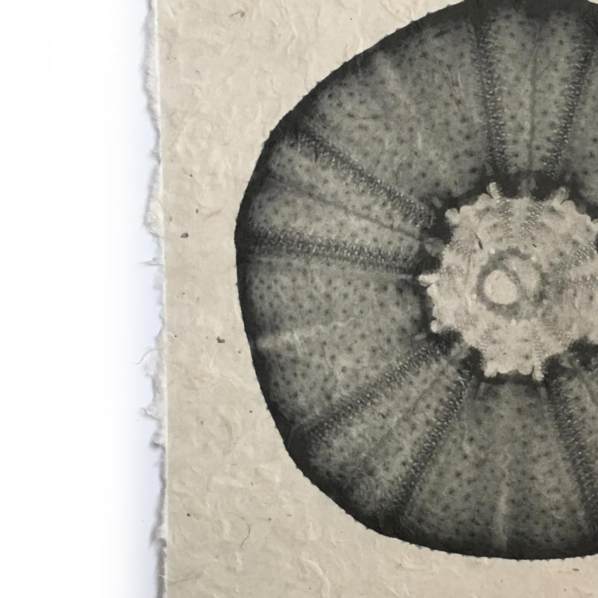 Sea Urchin Seashell X-ray - Unframed Print - Eventeny