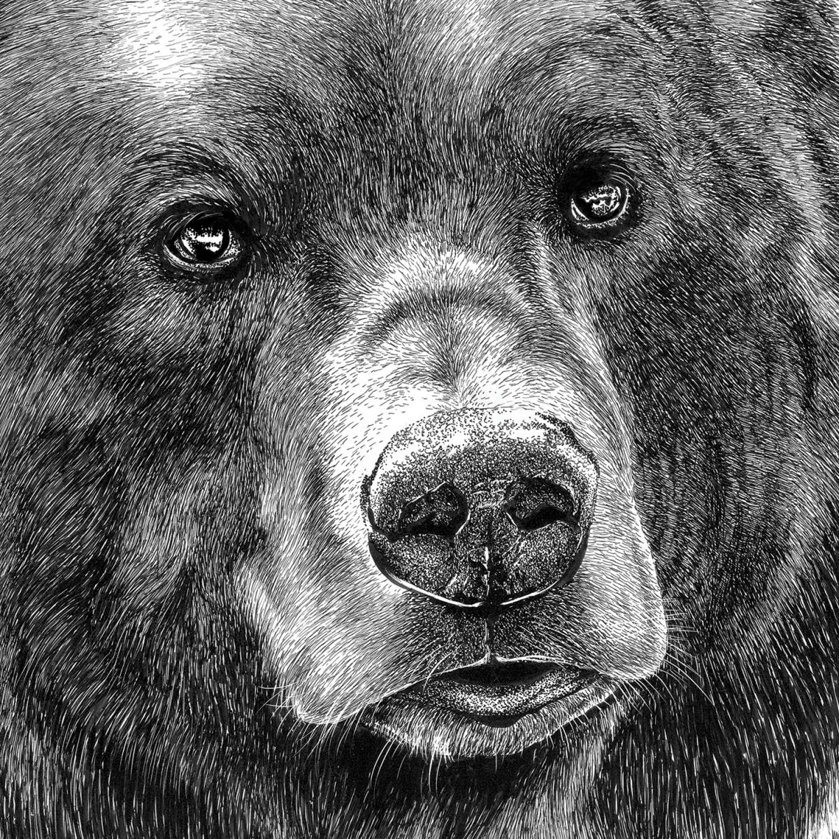 'Brown Bear' Reproduction - Eventeny