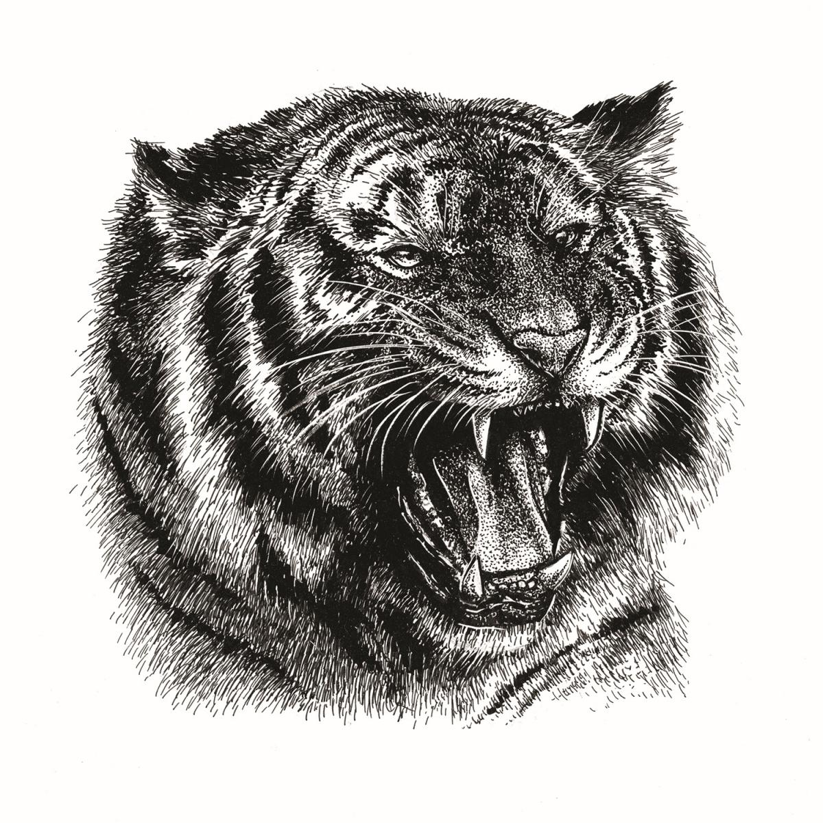 'Roaring Tiger' Ink Drawing - Eventeny