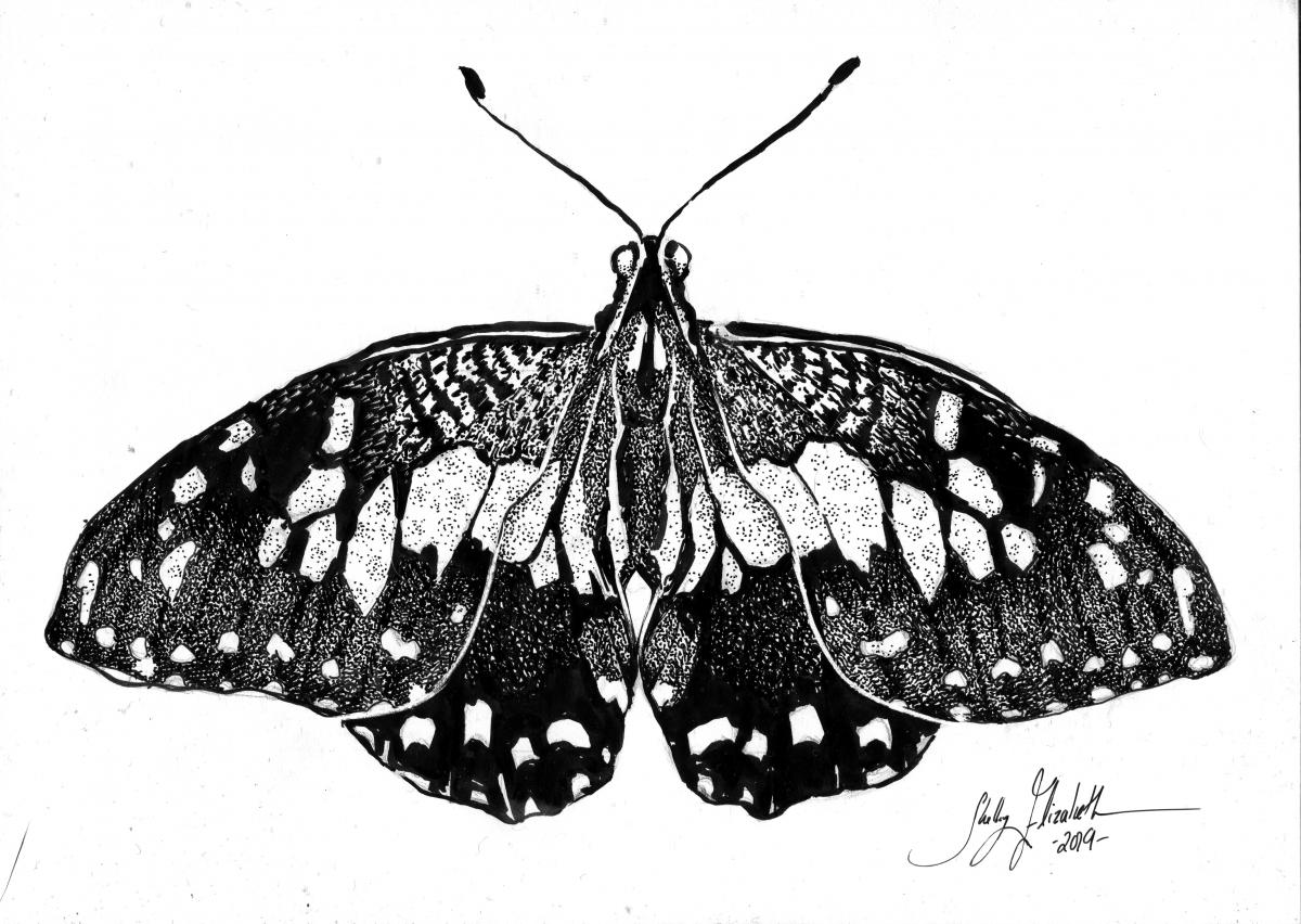 'Christmas Swallowtail' Ink Drawing - Eventeny