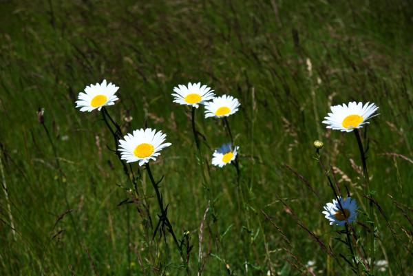 Summer Daisies picture