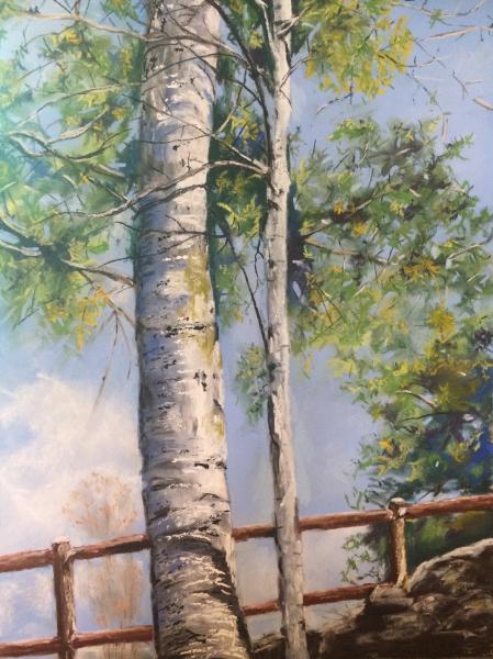 Birch Tree picture