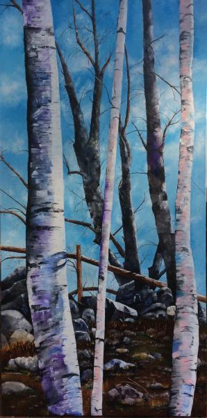 Birch Trees picture