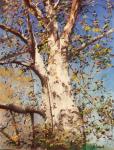 Sycamore Tree