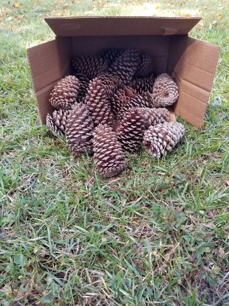 Baker's Dozen Loblolly Pine Cones picture