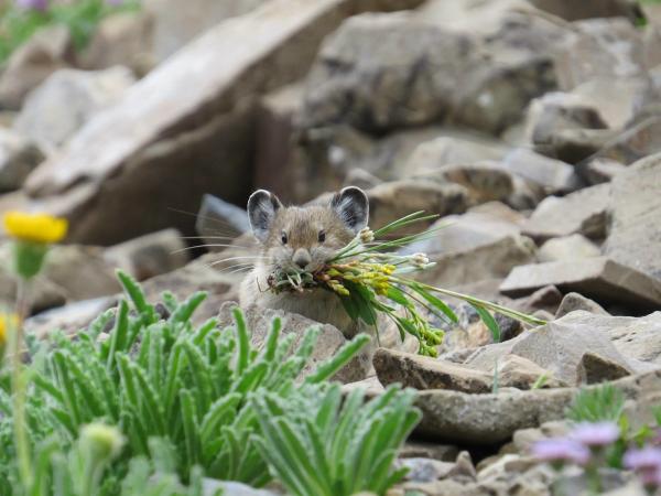 Pika