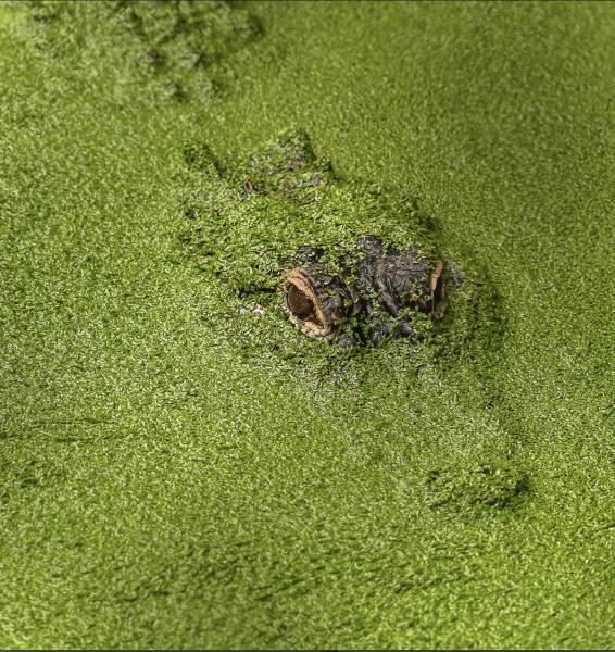 Surfacing from the Duckweed