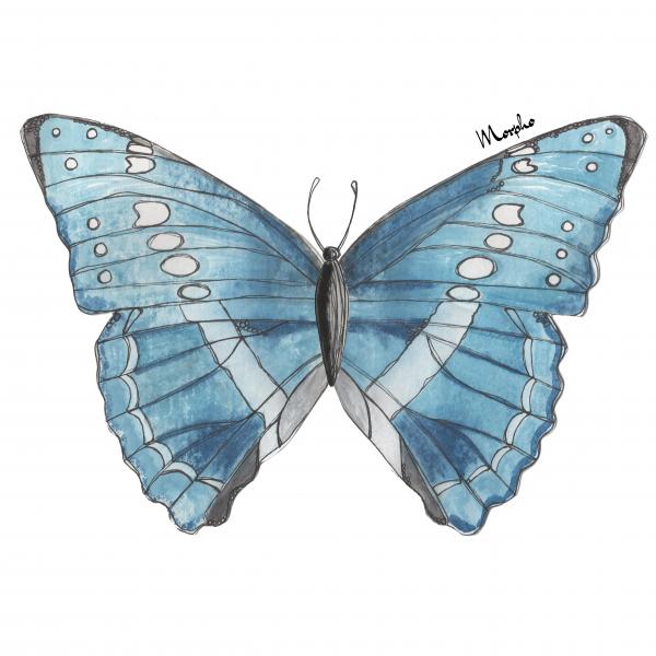 Butterfly Giclee Print (11"x14"): Morpho