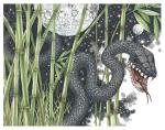 Art Print "Snake in the grass"