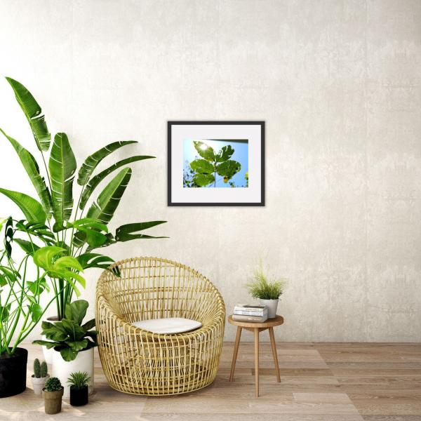 Peering Through The Leaves - Printed and Matted Photo of Leaves on A Tree picture