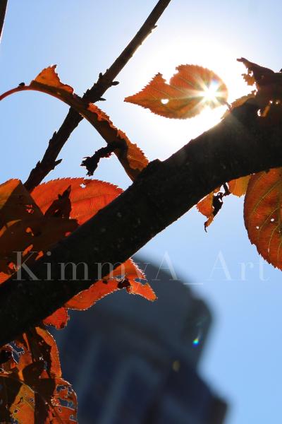 Fall Is Coming - Printed and Matted Photo of Leaves on A Tree picture