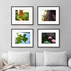 Peering Through The Leaves - Printed and Matted Photo of Leaves on A Tree picture