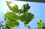 Peering Through The Leaves - Printed and Matted Photo of Leaves on A Tree