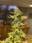 Saka Dick F1 Feminized Seeds