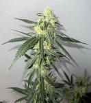 Romeloz' F1 Feminized Seeds