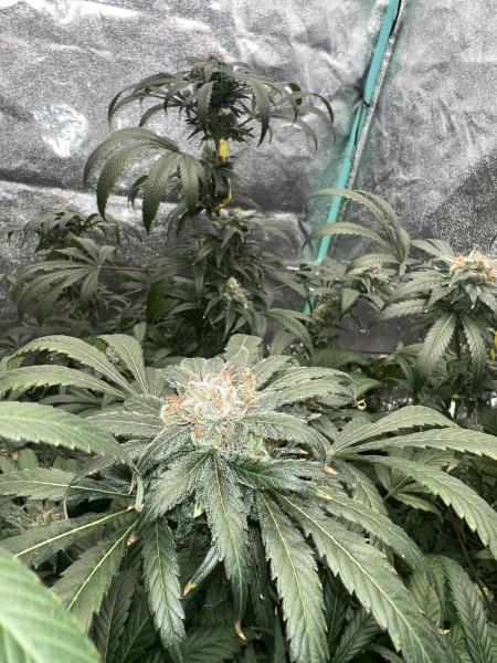 80's Lady F1 Feminized Seeds picture