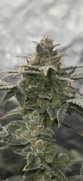 Summer X's F1 Feminized Seeds picture